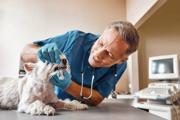Best Emergency Dental Services for Seniors in Rainier, WA